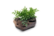 Mini Bolbitis aquatic plant attached to driftwood, suitable for freshwater aquariums, by CPA.
