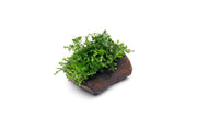 Mini Bolbitis aquatic plant attached to driftwood, suitable for freshwater aquariums, by CPA, showcasing lush green foliage.
