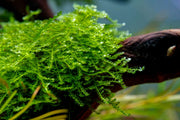 Close-up of BUCE Mini Christmas Moss, vibrant green moss ideal for terrariums and decorative plant arrangements.
