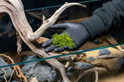 Close-up of BUCE Mini Christmas Moss, vibrant green moss ideal for terrariums and decorative plant arrangements.