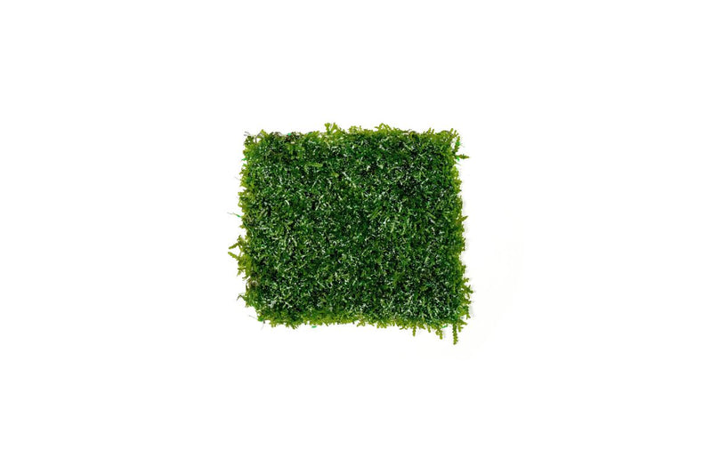 Mini Pellia on Stainless Steel Mesh Moss - Buce Plant