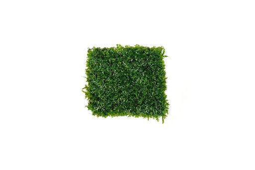 Mini Pellia on Stainless Steel Mesh