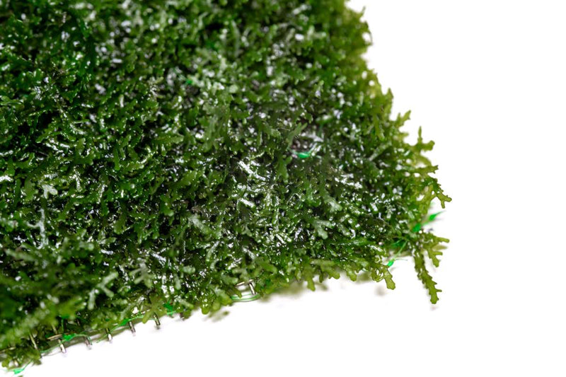 Mini Pellia on Stainless Steel Mesh Moss - Buce Plant