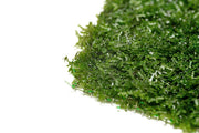 Mini Pellia on Stainless Steel Mesh Moss - Buce Plant