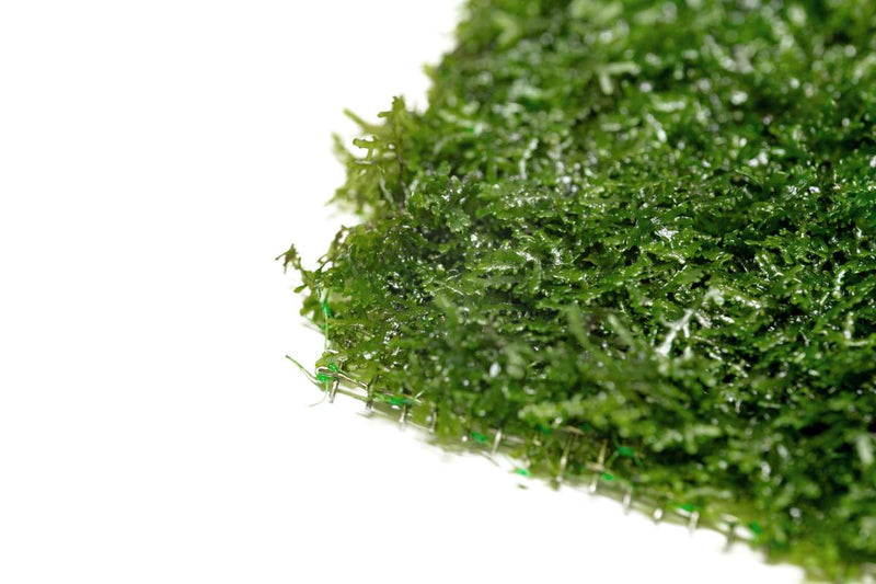 Mini Pellia on Stainless Steel Mesh Moss - Buce Plant