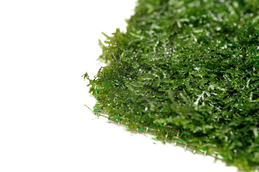 Mini Pellia on Stainless Steel Mesh