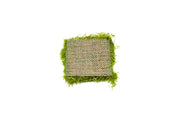 Mini Taiwan Moss on Stainless Steel Aquatic Plant - Buce Plant