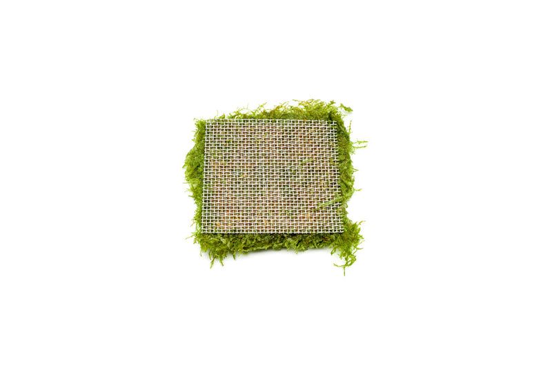 Mini Taiwan Moss on Stainless Steel Aquatic Plant - Buce Plant