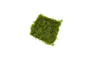 Mini Taiwan Moss on Stainless Steel Aquatic Plant - Buce Plant