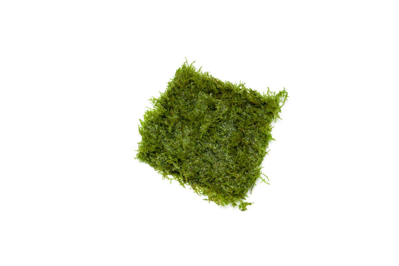 Mini Taiwan Moss on Stainless Steel Aquatic Plant - Buce Plant