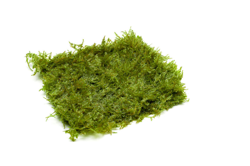 Mini Taiwan Moss on Stainless Steel Aquatic Plant - Buce Plant
