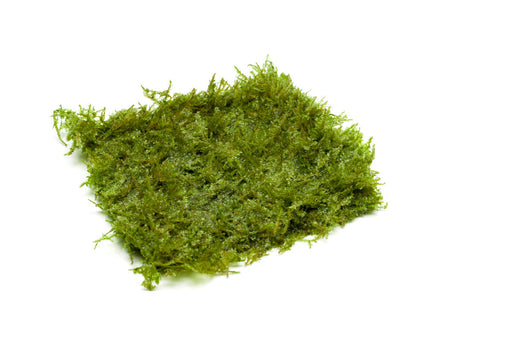Mini Taiwan Moss on Stainless Steel