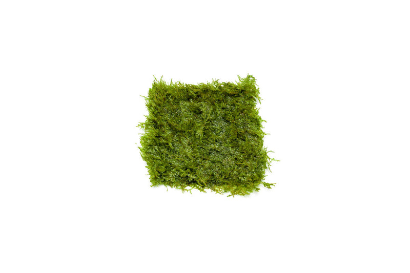 Mini Taiwan Moss on Stainless Steel Aquatic Plant - Buce Plant