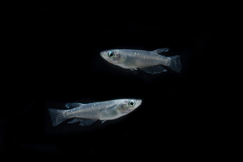 Small Miyuki Black Medaka rice fish swimming in a glass aquarium, vibrant black and silver coloration, freshwater fish from CT.