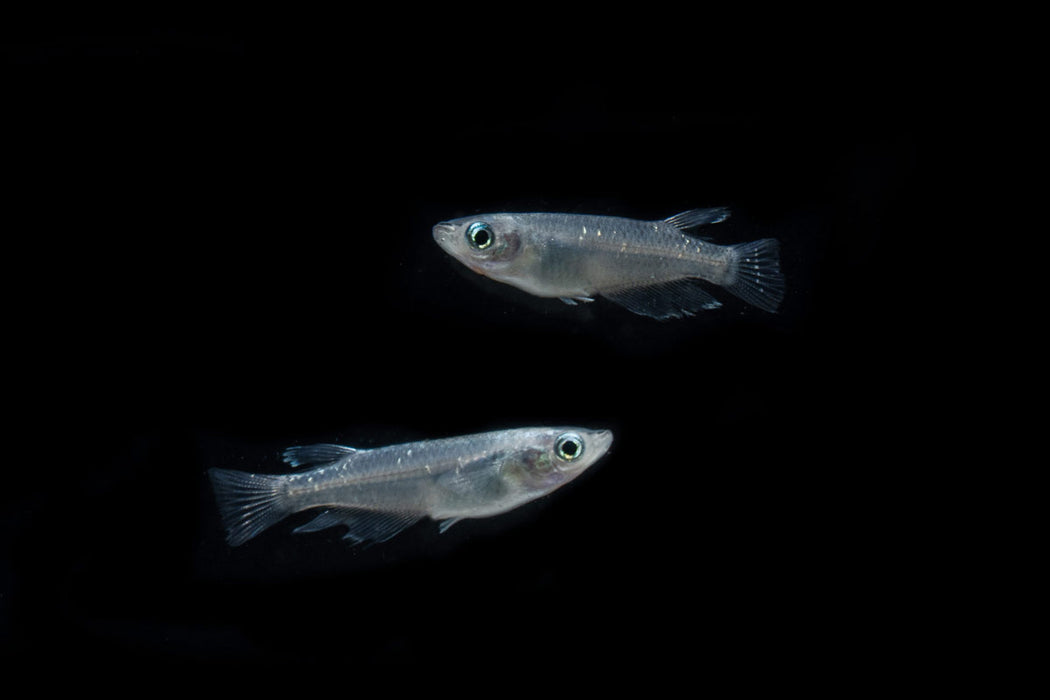 Miyuki Black Medaka Rice Fish