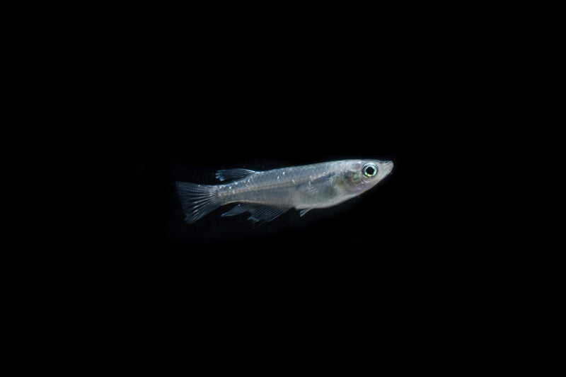 Miyuki Black Medaka rice fish swimming in clear water, showcasing shiny black and metallic scales, freshwater aquarium fish from CT.