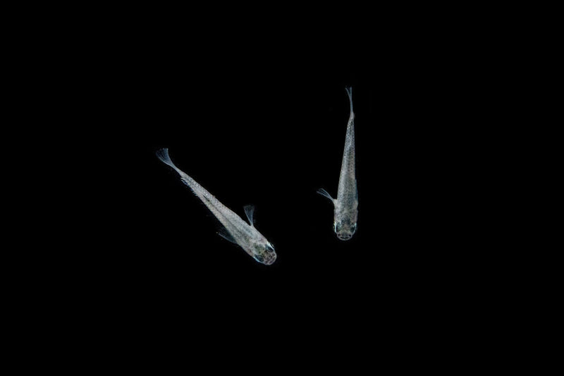 Miyuki Black Medaka Rice Fish swimming in a clear aquarium, showcasing vibrant black coloration and elegant fins.