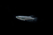 Miyuki Black Medaka rice fish swimming in clear water, showcasing vibrant black coloration and small size.