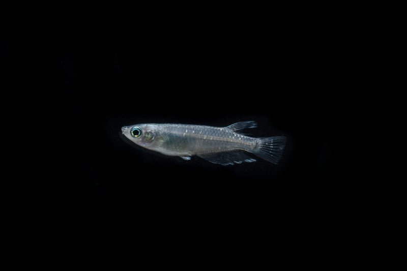 Miyuki Black Medaka rice fish swimming in clear water, showcasing vibrant black coloration and small size.