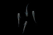 Miyuki Black Medaka rice fish swimming in clear water, showcasing its vibrant black coloration and small size.