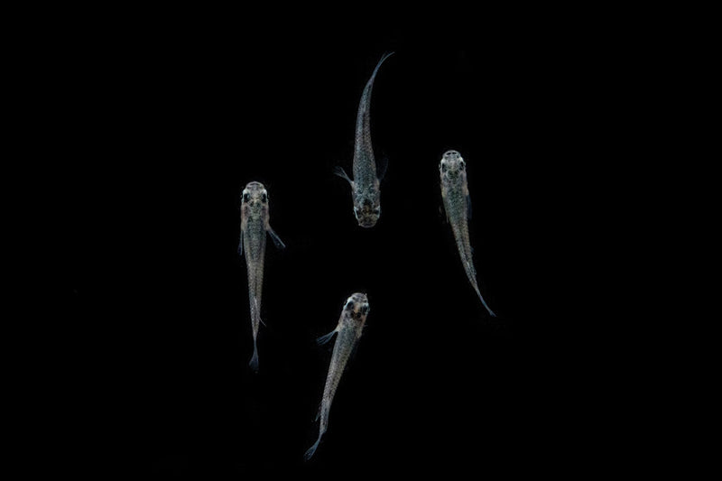 Miyuki Black Medaka rice fish swimming in clear water, showcasing its vibrant black coloration and small size.