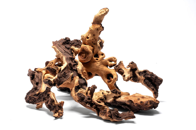 Mopani Wood Driftwood - Buce Plant