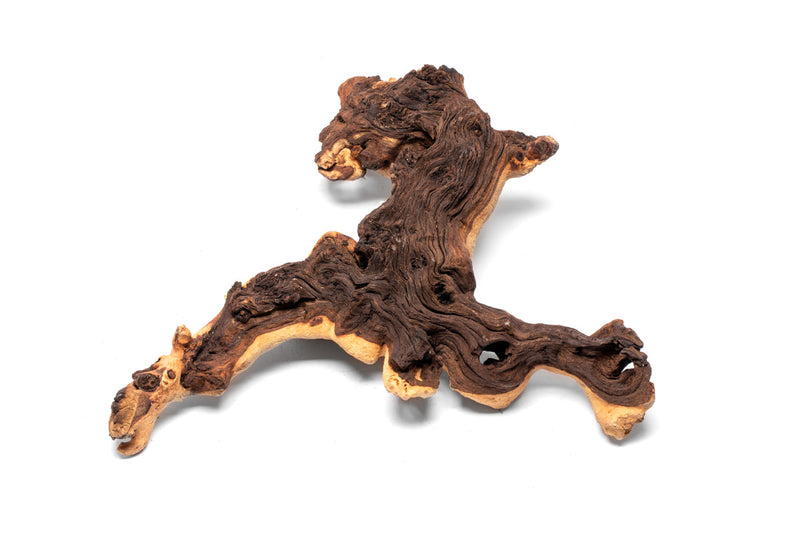Mopani Wood Driftwood - Buce Plant