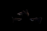Moscow Black Guppies breeding pair, freshwater fish by CT, showcasing their vibrant black coloration and elegant fins.