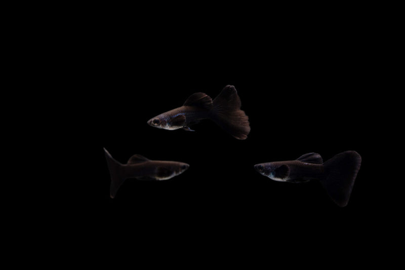 Moscow Black Guppies breeding pair, freshwater fish by CT, showcasing their vibrant black coloration and elegant fins.