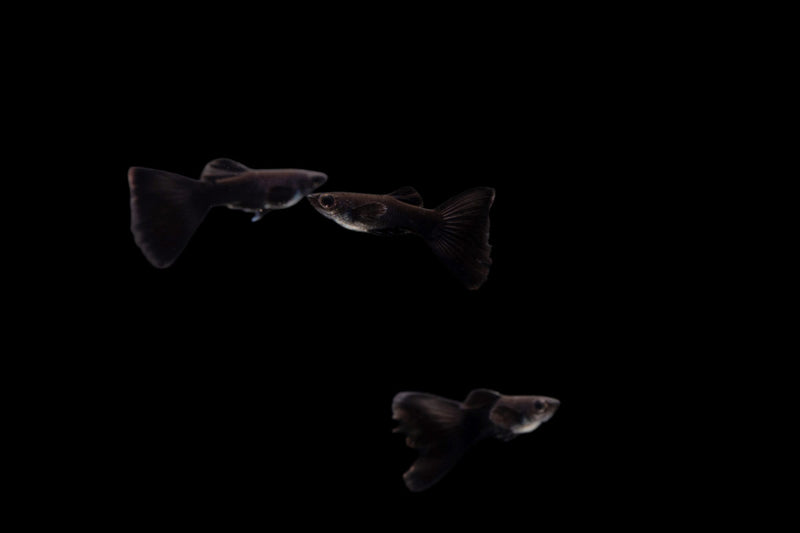 Pair of Moscow Black Guppies, breeding fish from CT, swimming in an aquarium with vibrant black coloration and flowing fins.