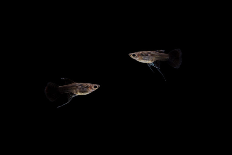 Pair of Moscow Black Guppies, breeding fish from CT, swimming in a freshwater aquarium with vibrant black coloration.