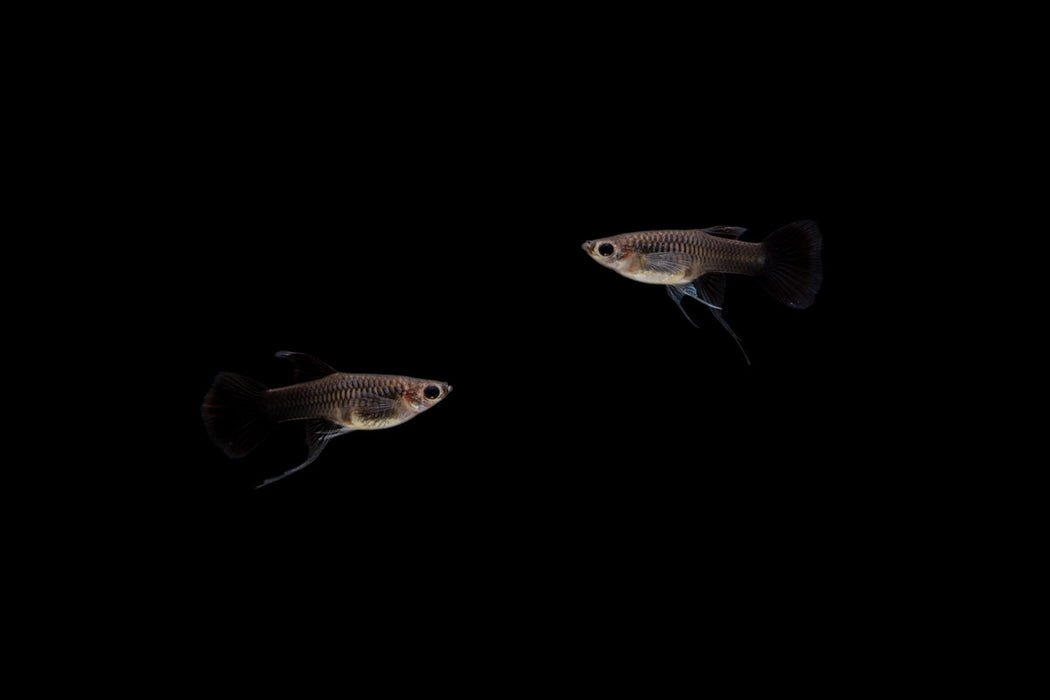 Moscow Black Guppies - Breeding Pair