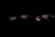 Pair of Moscow Black Guppies from CT, showing vibrant black coloration and distinctive fins in a freshwater aquarium setting.