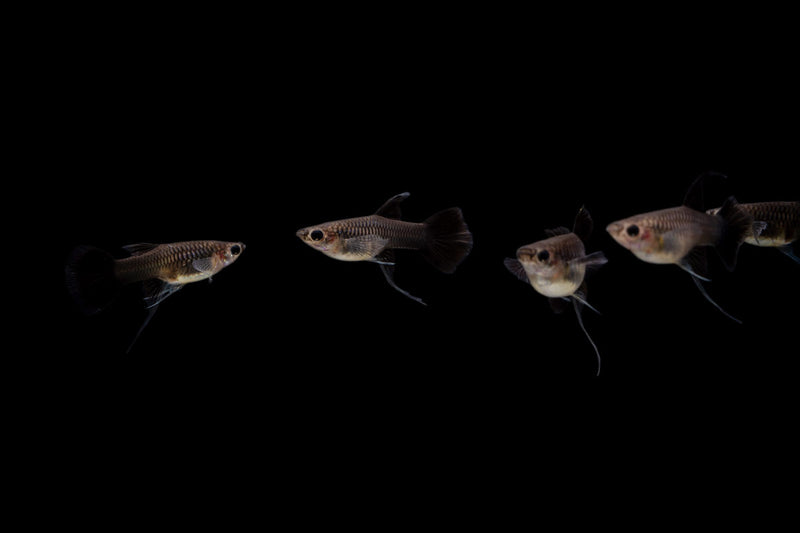 Pair of Moscow Black Guppies from CT, showing vibrant black coloration and distinctive fins in a freshwater aquarium setting.