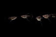 Moscow Black Guppies - Breeding Pair