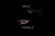 Moscow Black Guppies - Breeding Pair
