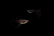 Pair of Moscow Black Guppies, breeding fish from CT, showcasing their vibrant black coloration and elegant fins.