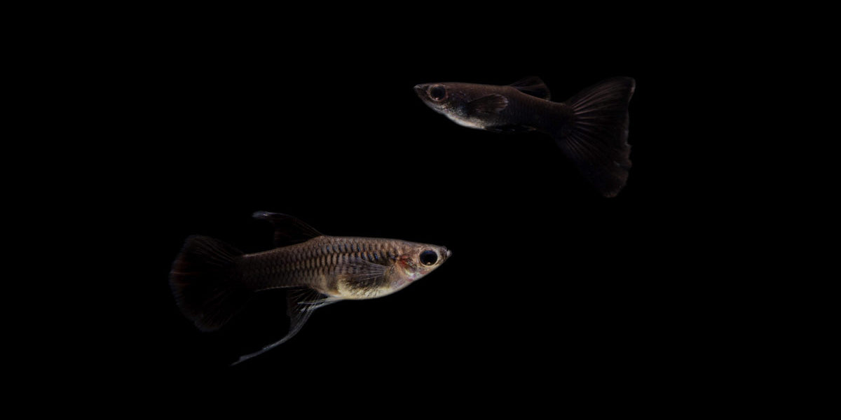moscow-black-guppies-breeding-