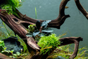 Bucephalandra Motleyana Red Under Leaf Bucephalandra - Buce Plant