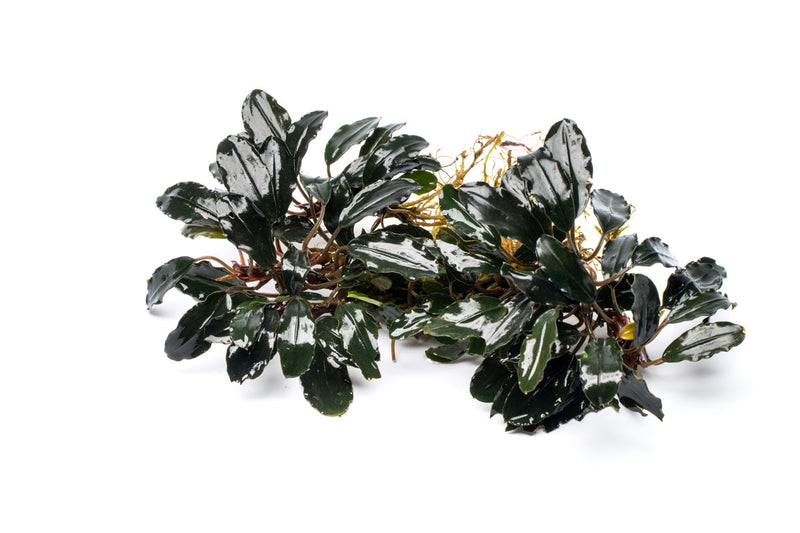Bucephalandra Motleyana Red Under Leaf Bucephalandra - Buce Plant