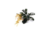 Bucephalandra Motleyana Red Under Leaf Bucephalandra - Buce Plant