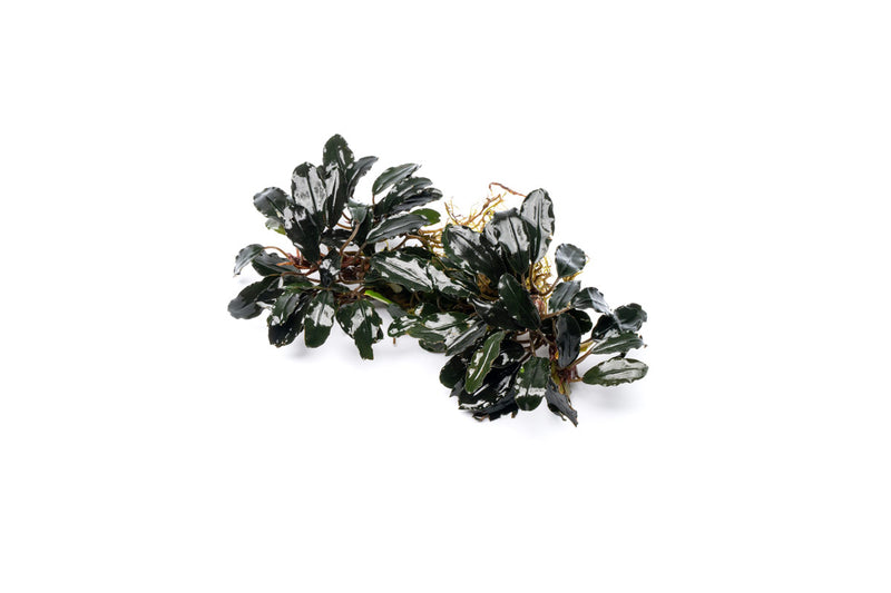 Bucephalandra Motleyana Red Under Leaf Bucephalandra - Buce Plant