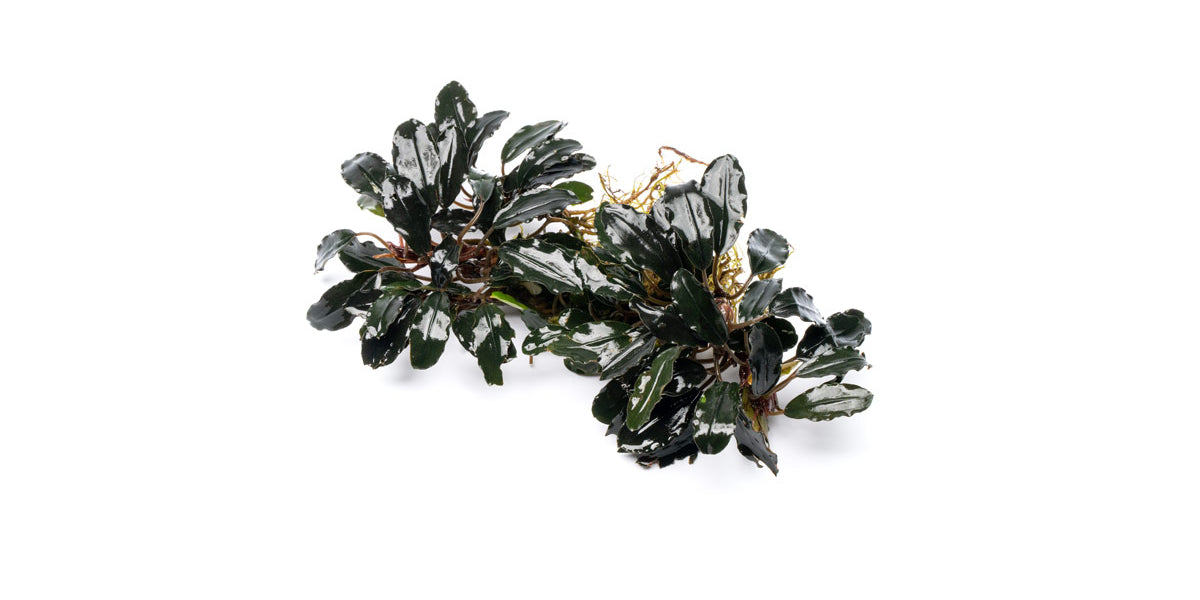 Motleyana Red Under Leaf — Buce Plant