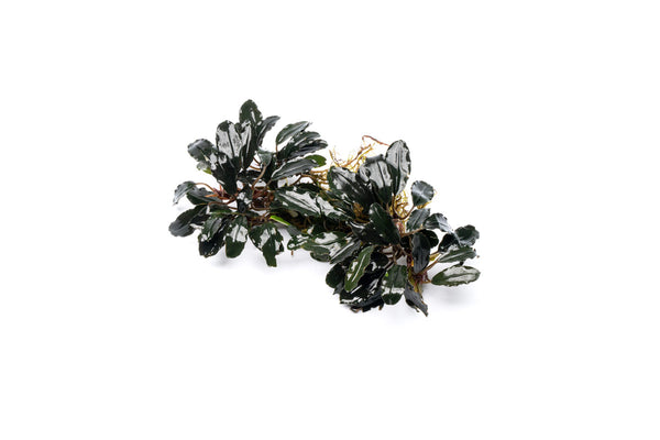 Bucephalandra Motleyana Red Under Leaf Aquascaping Plant — Buce Plant