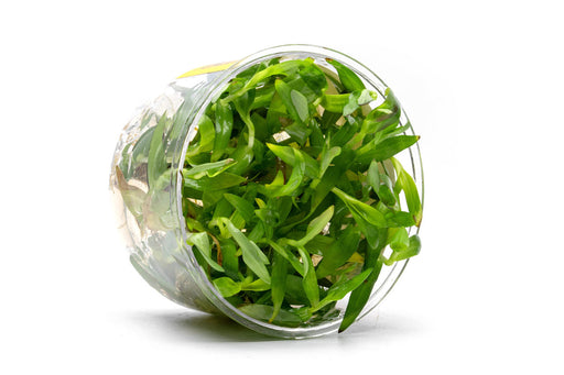 Murdannia Keisak UNS Tissue Culture