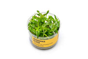 Murdannia Keisak UNS Tissue Culture Aquatic Plant - Buce Plant