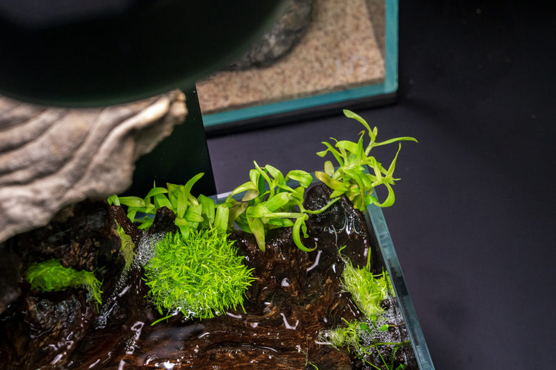 Murdannia Keisak UNS Tissue Culture Aquatic Plant - Buce Plant