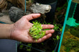 Murdannia Keisak UNS Tissue Culture Aquatic Plant - Buce Plant