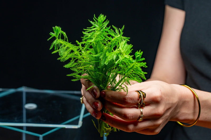 Myriophyllum Aquaticum (Parrot's Feather) Aquatic Plant - Buce Plant