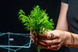 Myriophyllum Aquaticum (Parrot's Feather)